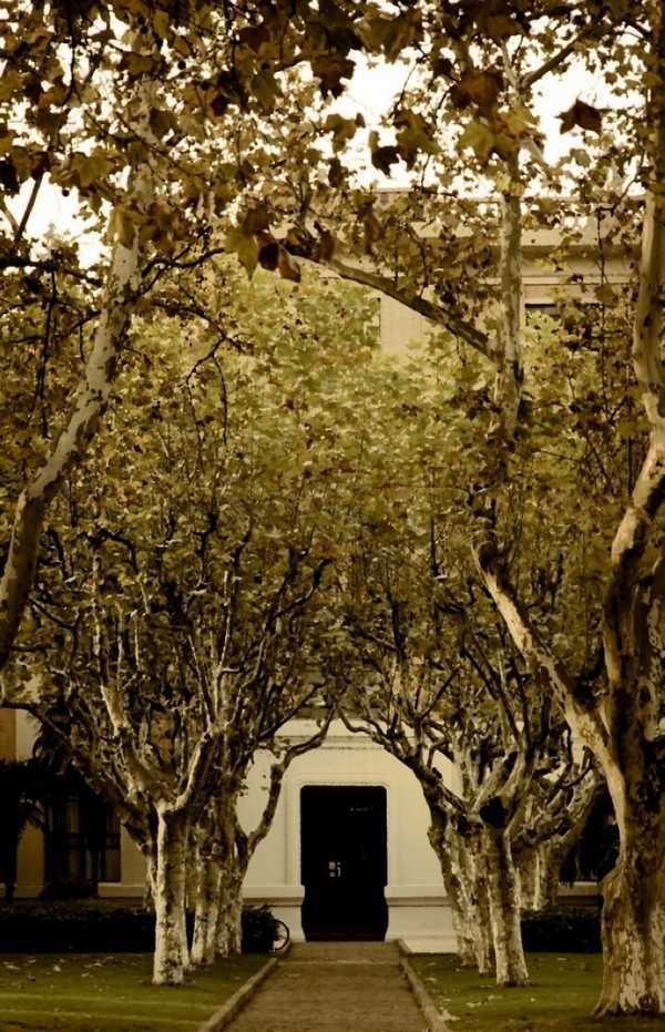 雪缘园足球比分