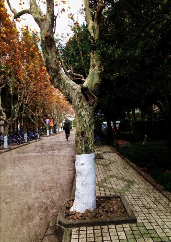 雪缘园足球比分