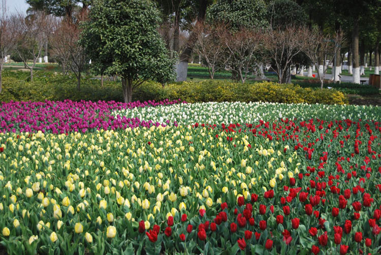 雪缘园足球比分