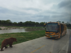 雪缘园足球比分