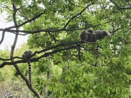 雪缘园足球比分