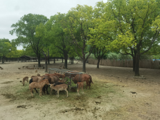 雪缘园足球比分