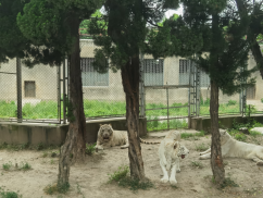 雪缘园足球比分