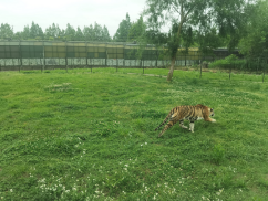 雪缘园足球比分