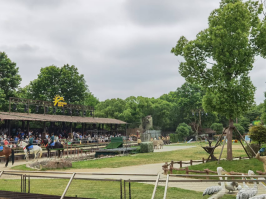雪缘园足球比分