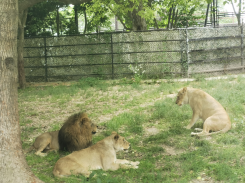 雪缘园足球比分