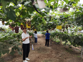 雪缘园足球比分